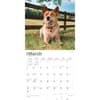 image Red Heelers 2024 Wall Calendar Second Alternate Image width=&quot;1000&quot; height=&quot;1000&quot;