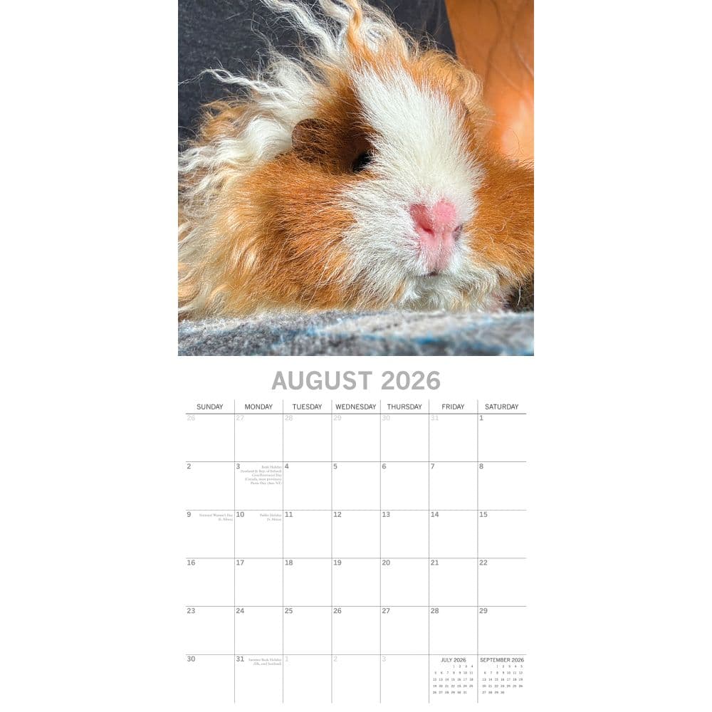 Guinea Pigs 2026 Wall Calendar Third Alternate image