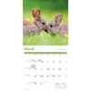 image Rabbits 2026 Wall Calendar Second Alternate Image