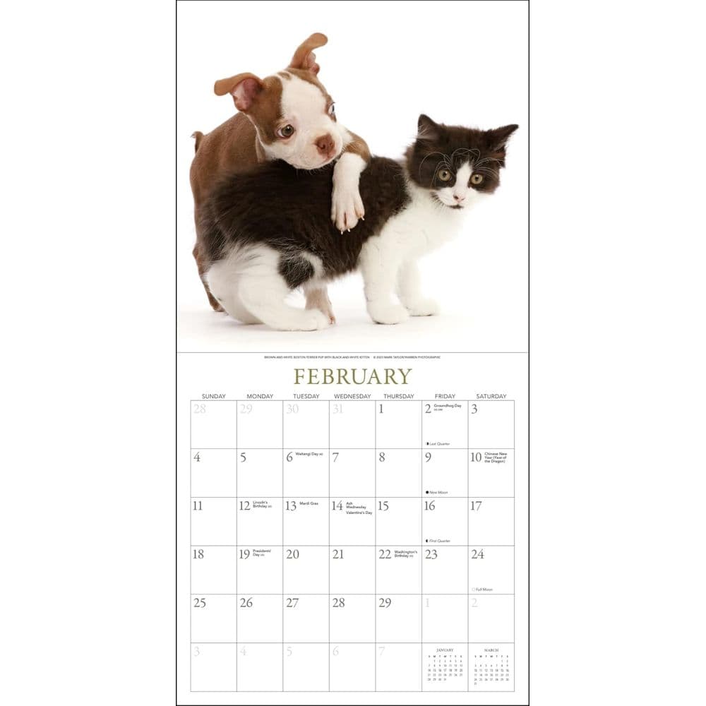 Puppies &amp; Friends 2024 Wall Calendar Second Alternate Image width=&quot;1000&quot; height=&quot;1000&quot;