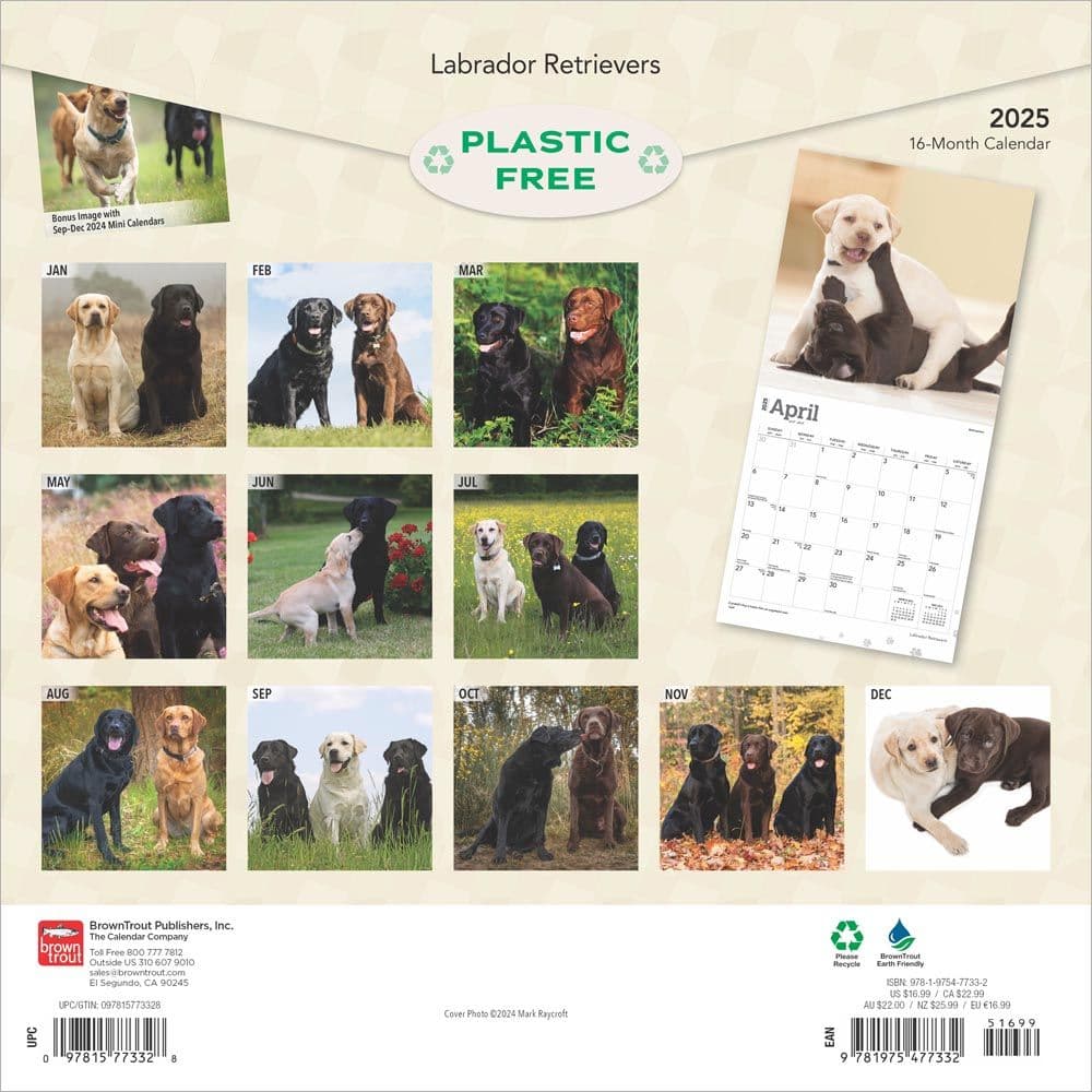 Labrador Retrievers 2025 Wall Calendar