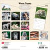 image White Tigers 2027 Wall Calendar First Alternate Image