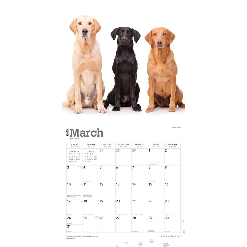 Labrador Retriever 2024 Wall Calendar