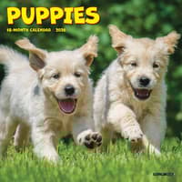 image Puppies 2026 Mini Wall Calendar