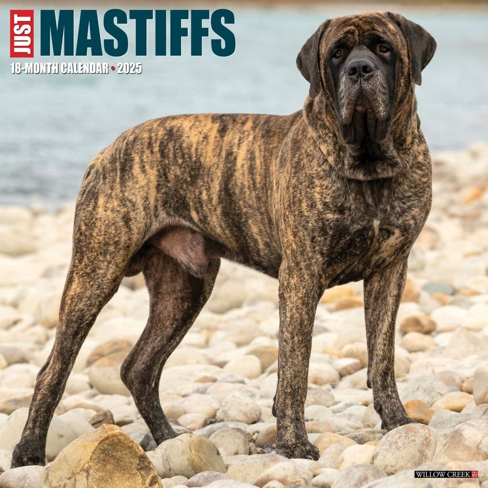 Mastiffs Just 2025 Wall Calendar