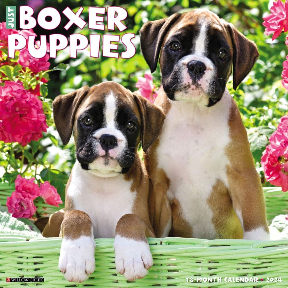 Just Boxer Puppies 2024 Wall Calendar Main Image