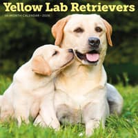 image Just Yellow Labs 2026 Wall Calendar Main Product Image