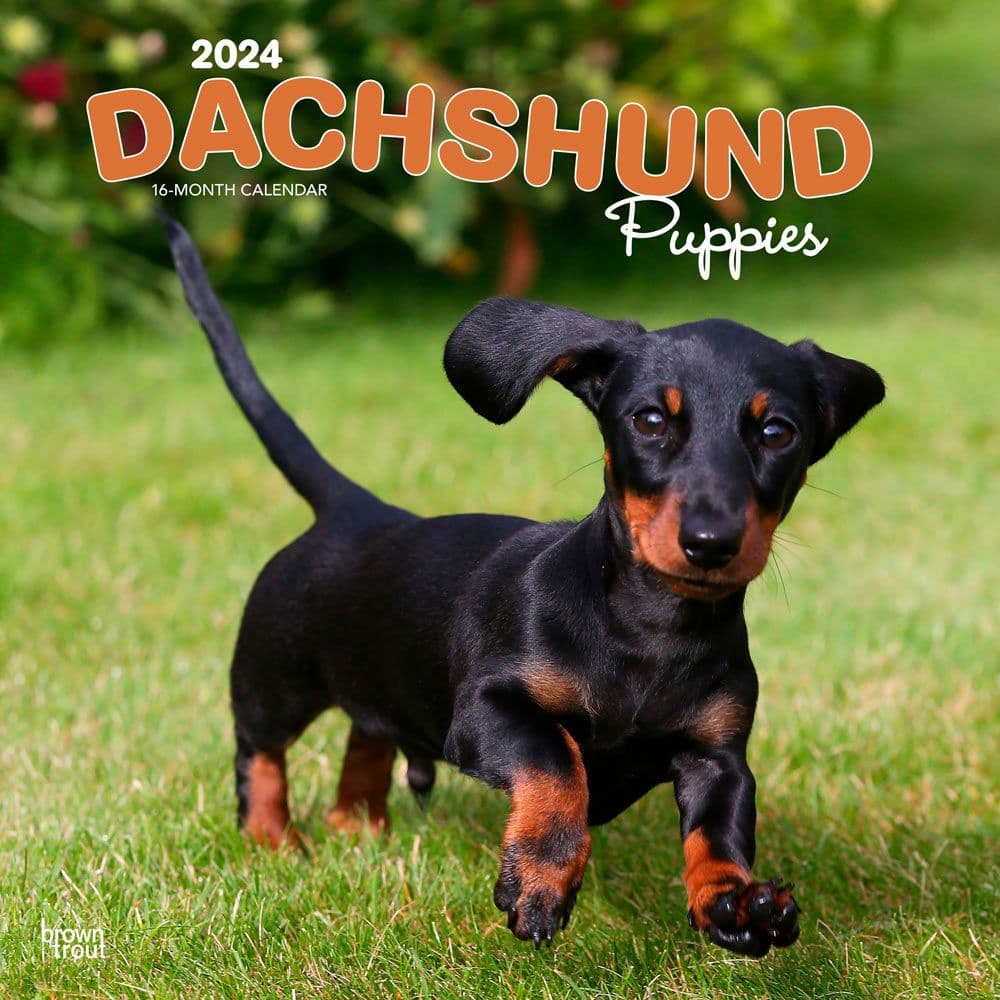 Dachshund Puppies 2024 Wall Calendar