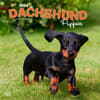 image Dachshund Puppies 2024 Wall Calendar Main Product Image