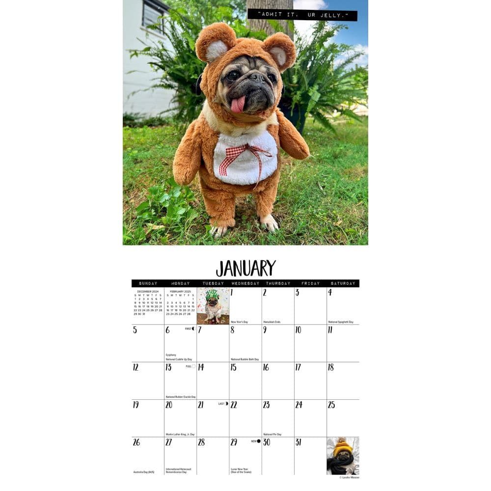 Doug the Pug 2025 Mini Wall Calendar January