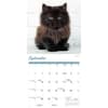 image Black Kitties 2026 Wall Calendar Fourth Alternate Image