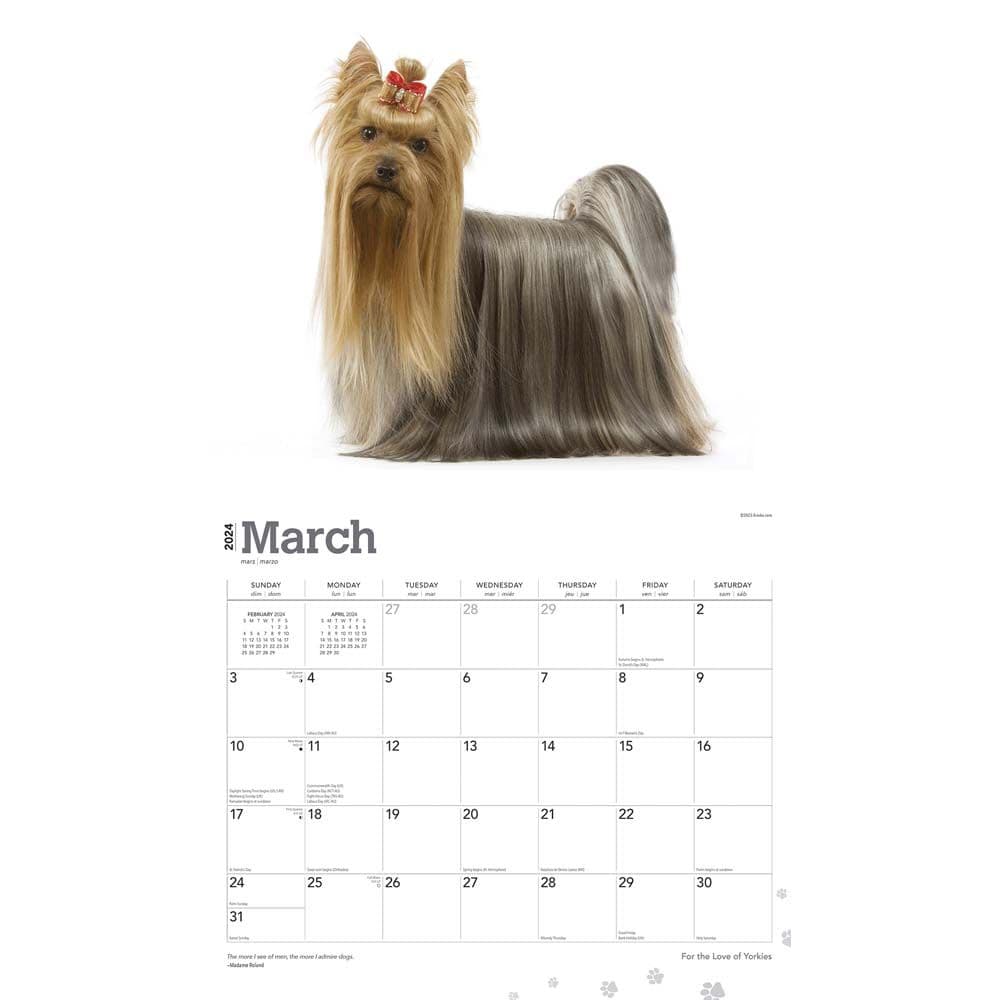 Yorkshire Terriers Deluxe 2024 Wall Calendar