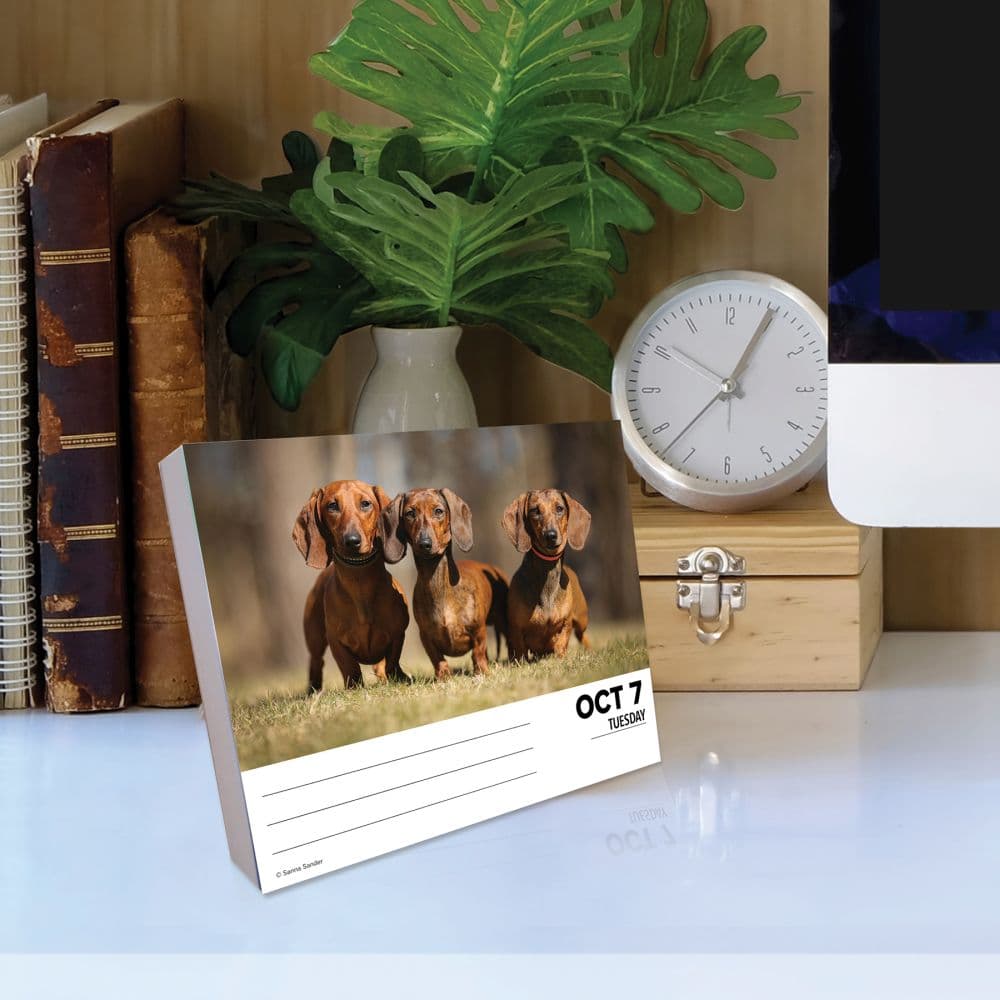 Just Dachshunds 2025 Desk Calendar Third Alternate Image