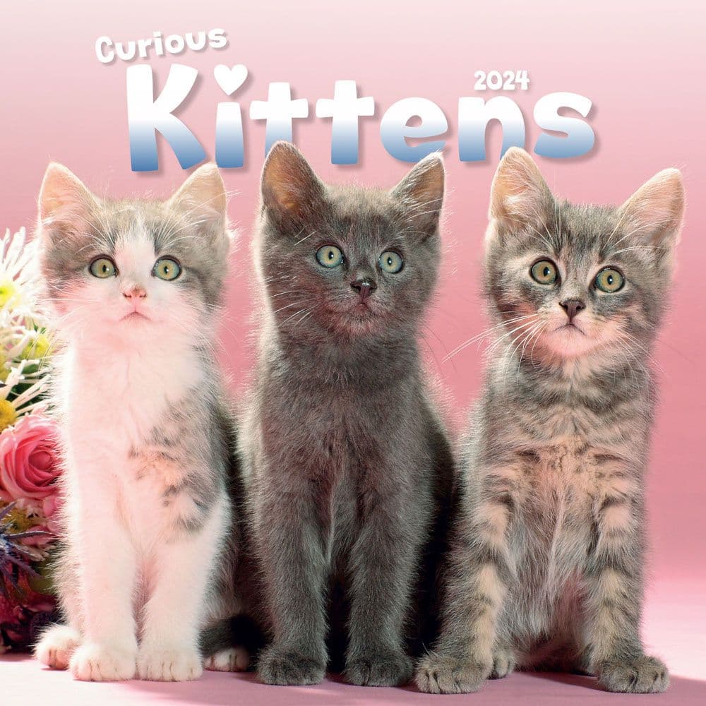 Kittens Curious 2024 Wall Calendar Calendars Com   0eb78950 6d85 4a62 8a76 Cfad9b2fa63d