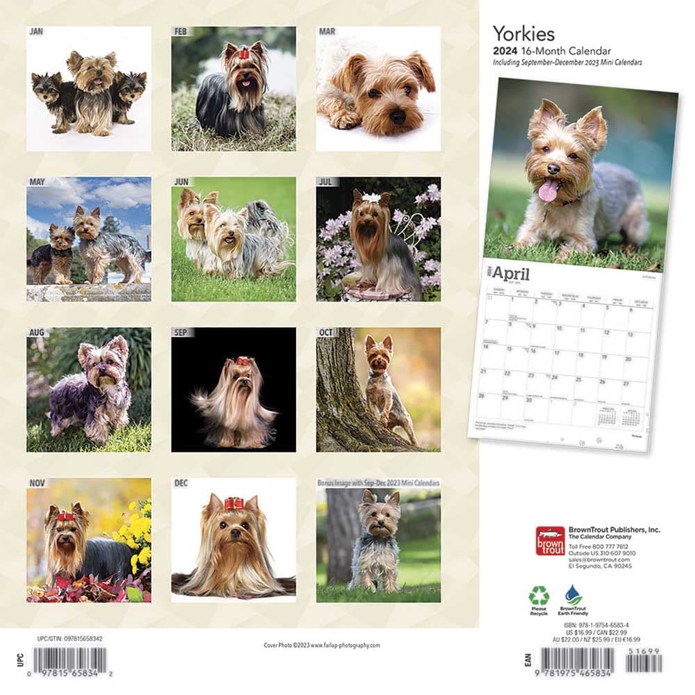 Yorkshire Terriers 2024 Wall Calendar First Alternate Image width=&quot;1000&quot; height=&quot;1000&quot;