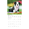 image Boston Terriers 2026 Wall Calendar Third Alternate Image