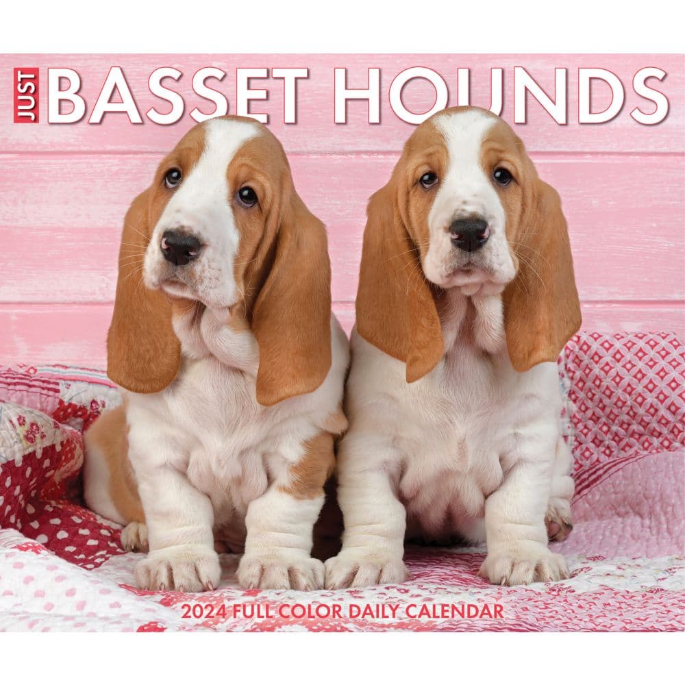 Basset Hounds Just 2024 Desk Calendar