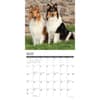image Collies 2026 Wall Calendar Second Alternate Image