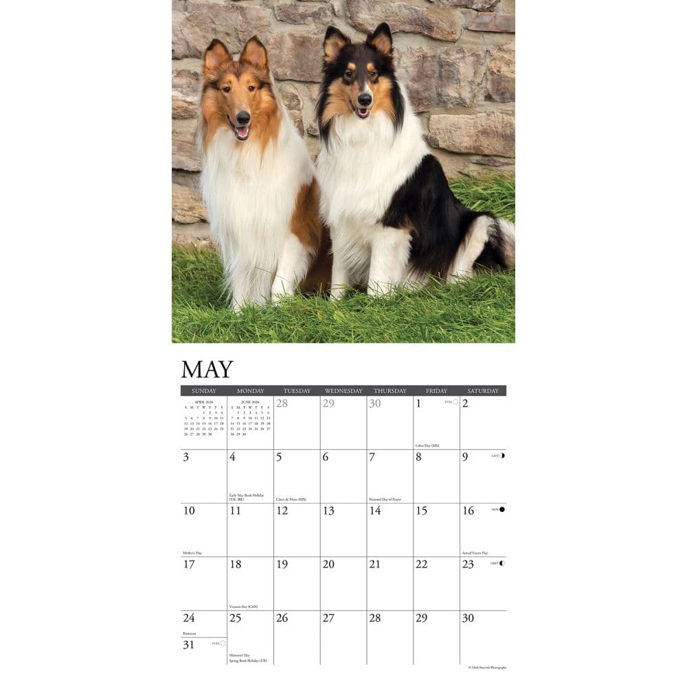 Collies 2026 Wall Calendar Second Alternate Image