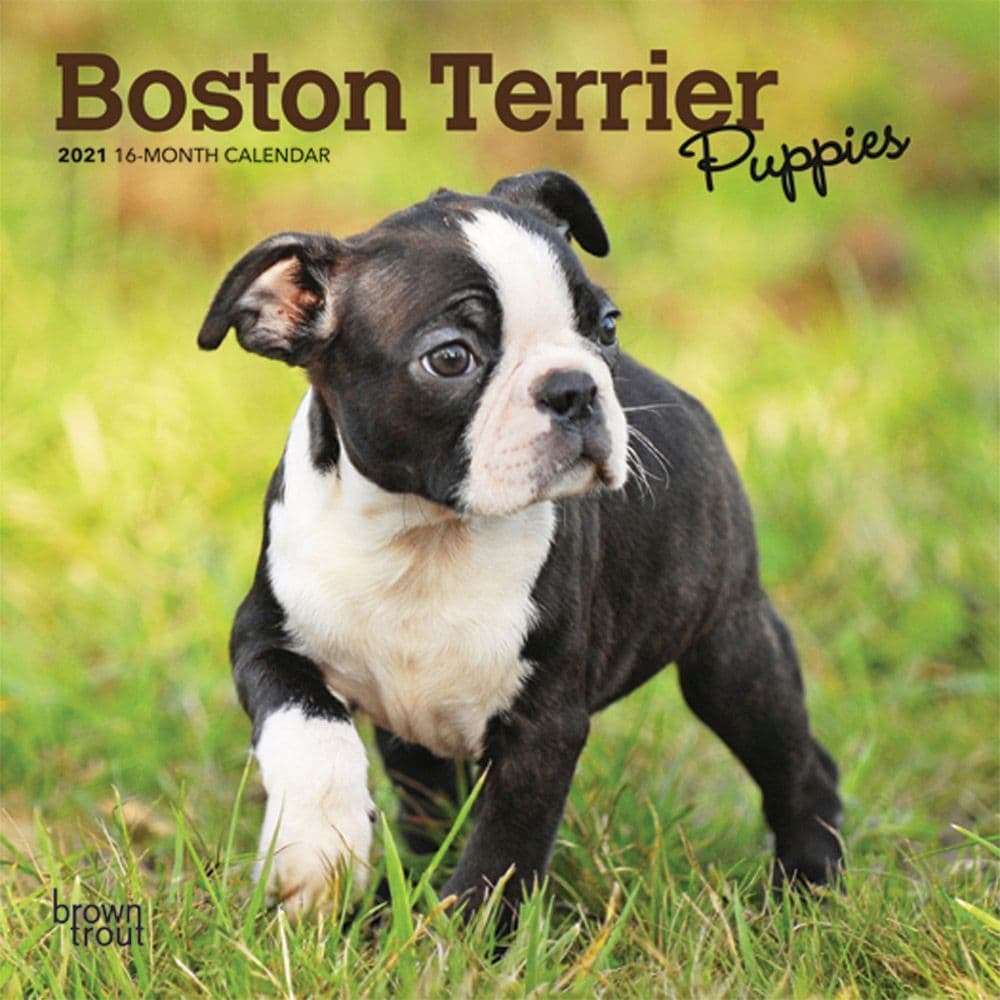 Boston Terrier Puppies Mini Wall Calendar