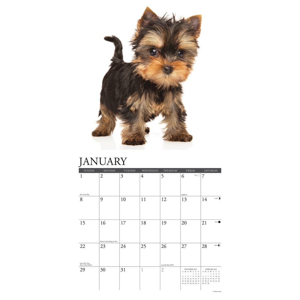 Just Yorkie Puppies 2023 Wall Calendar - Calendars.com