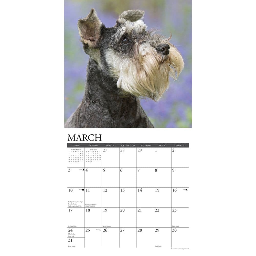 Just Schnauzers 2024 Wall Calendar