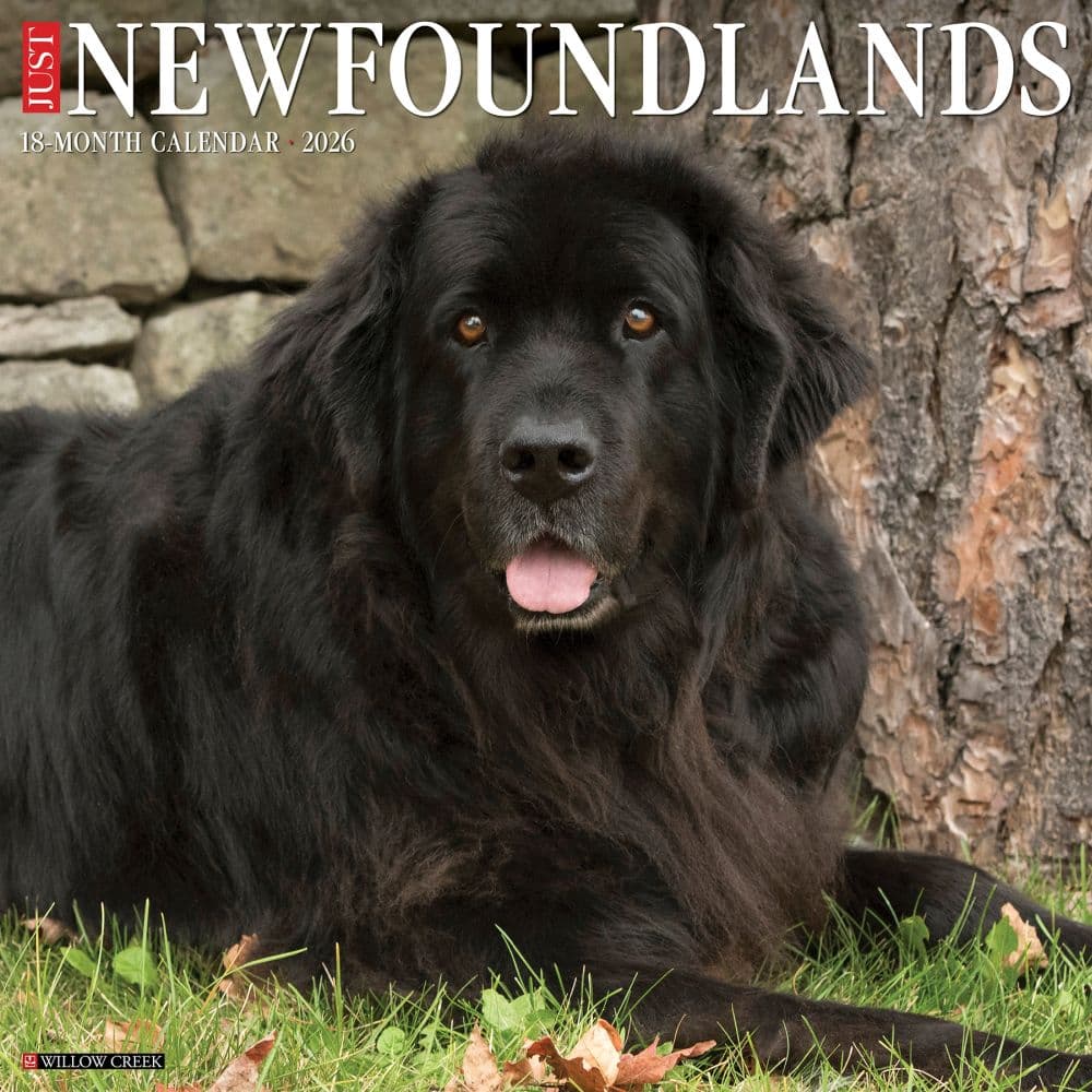 Just Newfoundlands 2026 Wall Calendar Main Image