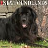 image Just Newfoundlands 2026 Wall Calendar Main Image