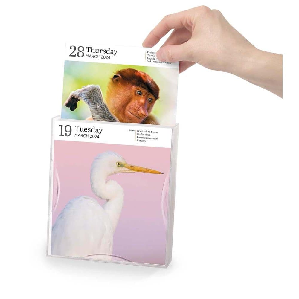 Audubon Nature Gallery 2024 Desk Calendar