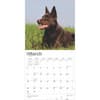 image Australian Kelpies 2025 Wall Calendar