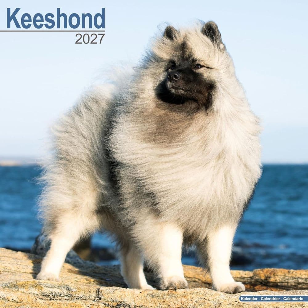 image Keeshond 2027 Wall Calendar Main Product Image