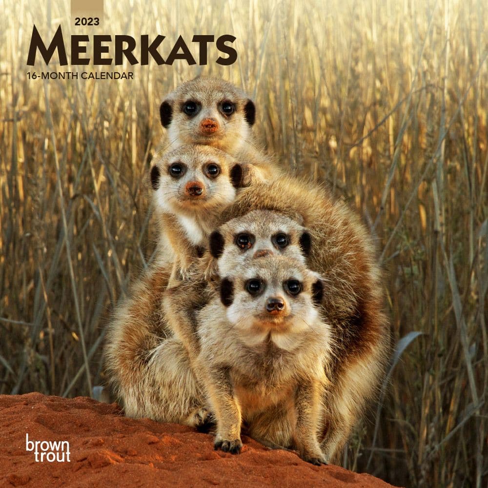 Meerkats 2023 Mini Wall Calendar