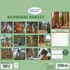 image Redwood Forest 2026 Wall Calendar First Alternate Image