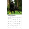 image Pugs 2027 Mini Wall Calendar 
Third Alternate Image