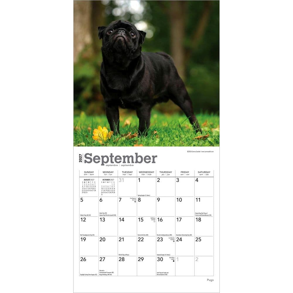 Pugs 2027 Mini Wall Calendar 
Third Alternate Image