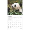 image Pandas 2025 Wall Calendar Second Alternate Image