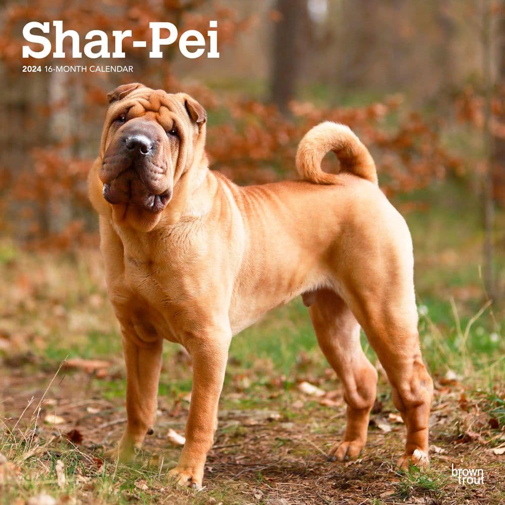 SharPei 2024 Wall Calendar