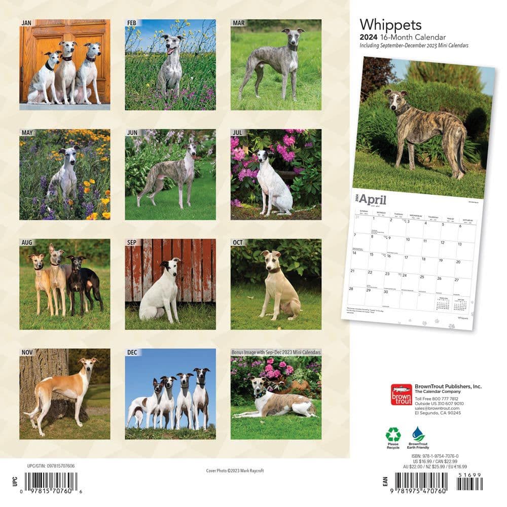 Whippets 2024 Wall Calendar