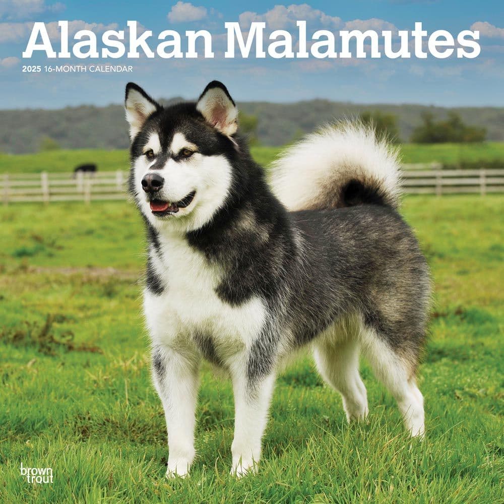 Alaskan Malamutes 2025 Wall Calendar Main Product Image width=&quot;1000&quot; height=&quot;1000&quot;