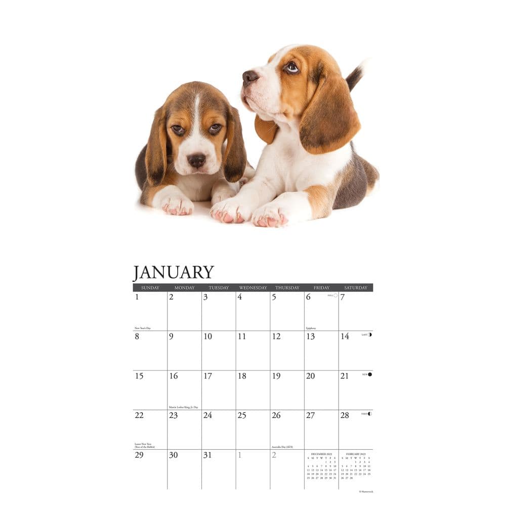 Just Beagle Puppies 2023 Wall Calendar - Calendars.com