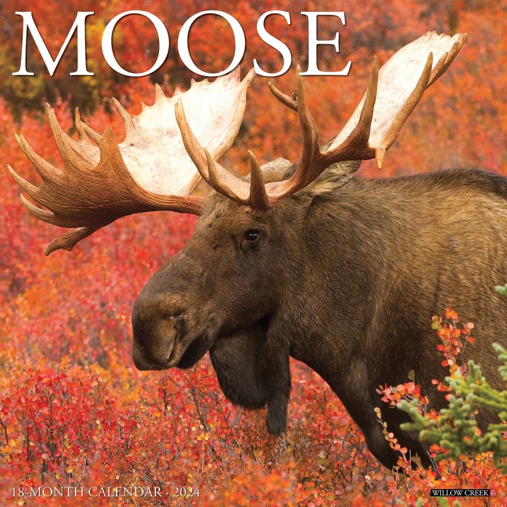 Just Moose 2024 Wall Calendar Main Image