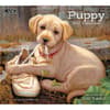 image Puppy 2027 Wall Calendar by Jim Lamb Main Product Image