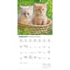 image Love of Kittens 2026 Mini Wall Calendar Second Alternate Image