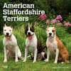 image American Staffordshire Terriers 2024 Wall Calendar Main Product Image width=&quot;1000&quot; height=&quot;1000&quot;
