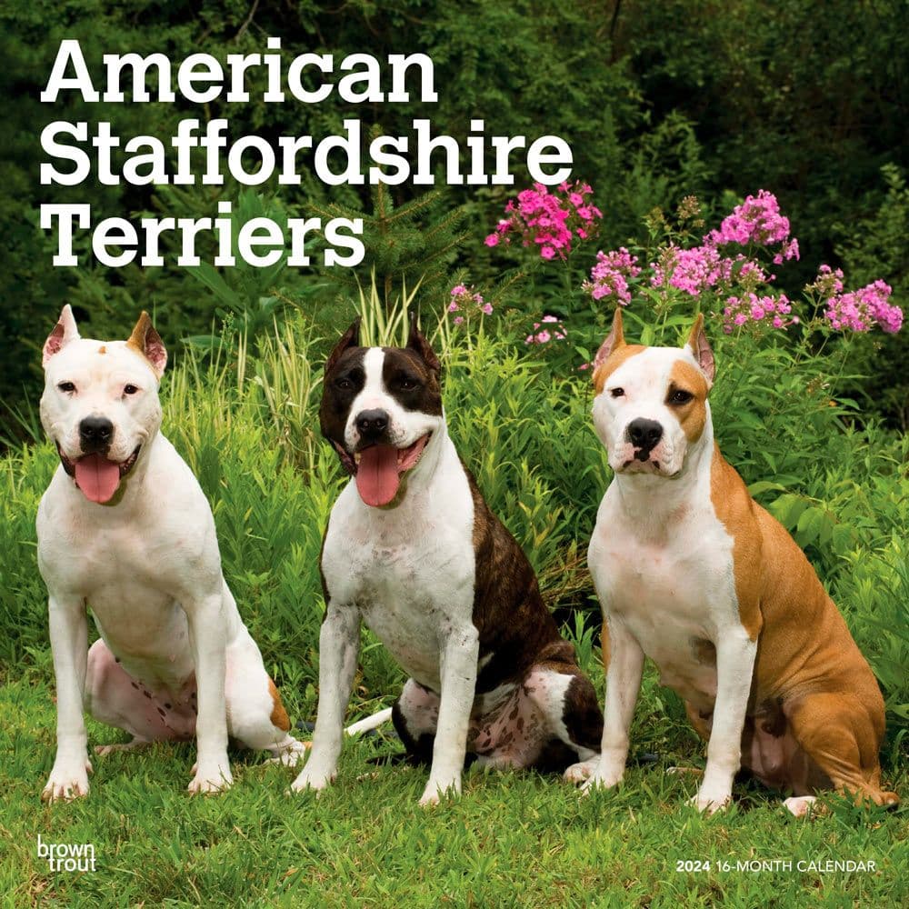 American Staffordshire Terriers 2024 Wall Calendar Main Product Image width=&quot;1000&quot; height=&quot;1000&quot;