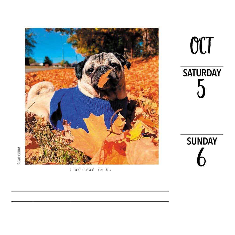 Doug the Pug 2024 Desk Calendar