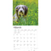 image Bearded Collies 2024 Wall Calendar Second Alternate Image width=&quot;1000&quot; height=&quot;1000&quot;