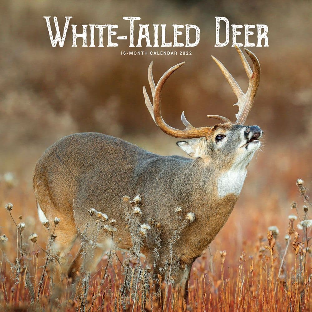 Deer 2022 Calendar, White-Tailed Deer Calendars