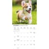 image Just Corgi Puppies 2026 Wall Calendar Fourth Alternate Image