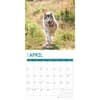 image Alaskan Malamutes 2025 Wall Calendar Second Alternate Image width="1000" height="1000"